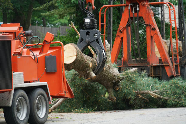  Coppell, TX Tree Service Pros